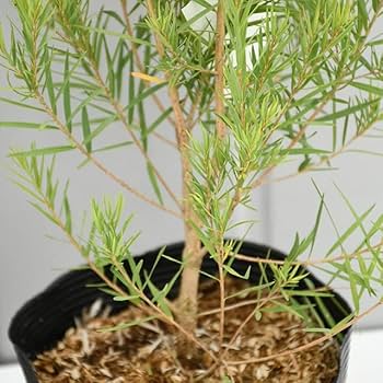 Amazon | メラレウカ ティーツリー 苗 【スノーインサマー】 5号ポット